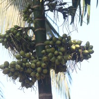 Areca catechu L.